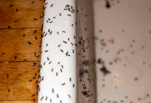 Best Pest Removal Services  in Corunna, MI
